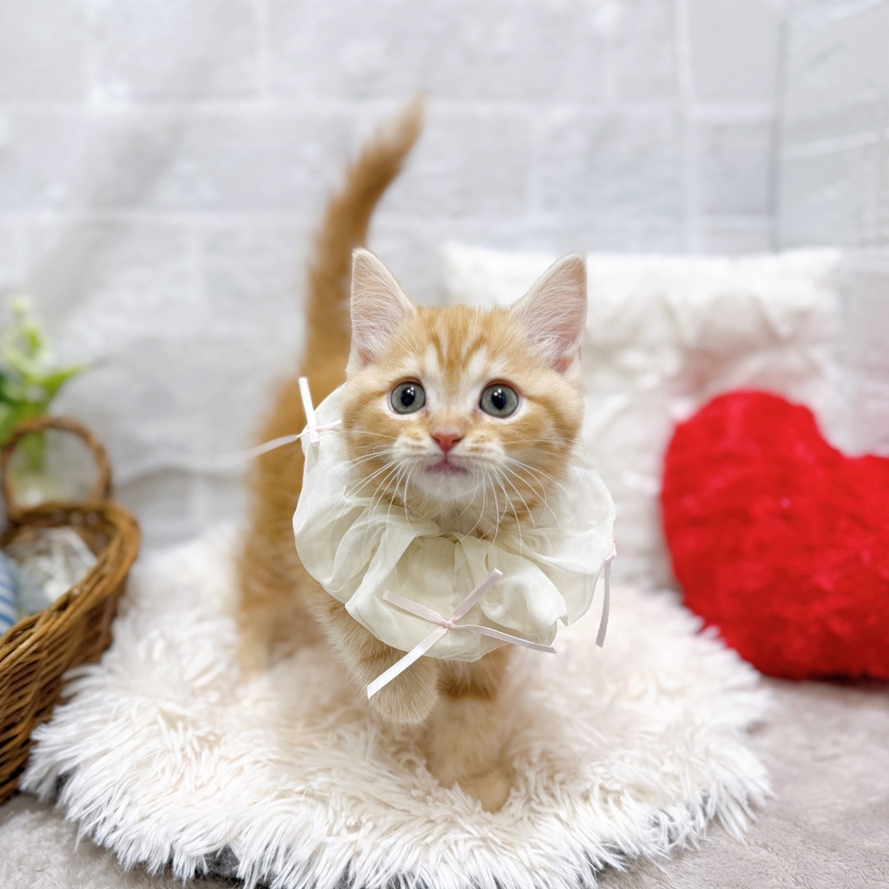 滋賀県のスコティッシュフォールド (犬の家＆猫の里長浜店/2026年2月25日生まれ/女の子/レッドタビーホワイト)の子猫の4枚目の画像