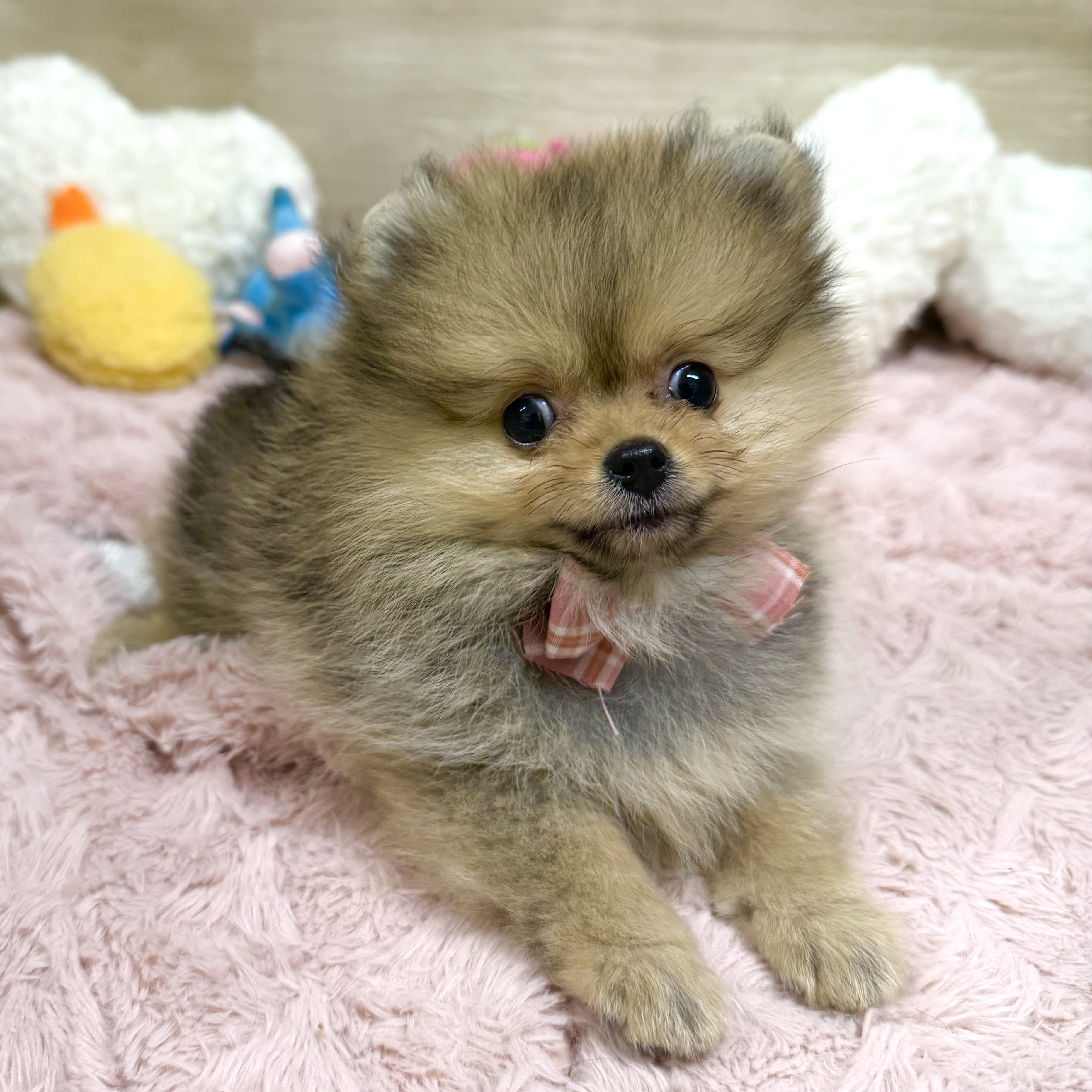 大阪府のポメラニアン (犬の家＆猫の里そよら東岸和田店/2026年2月26日生まれ/女の子/オレンジ)の子犬の4枚目の画像