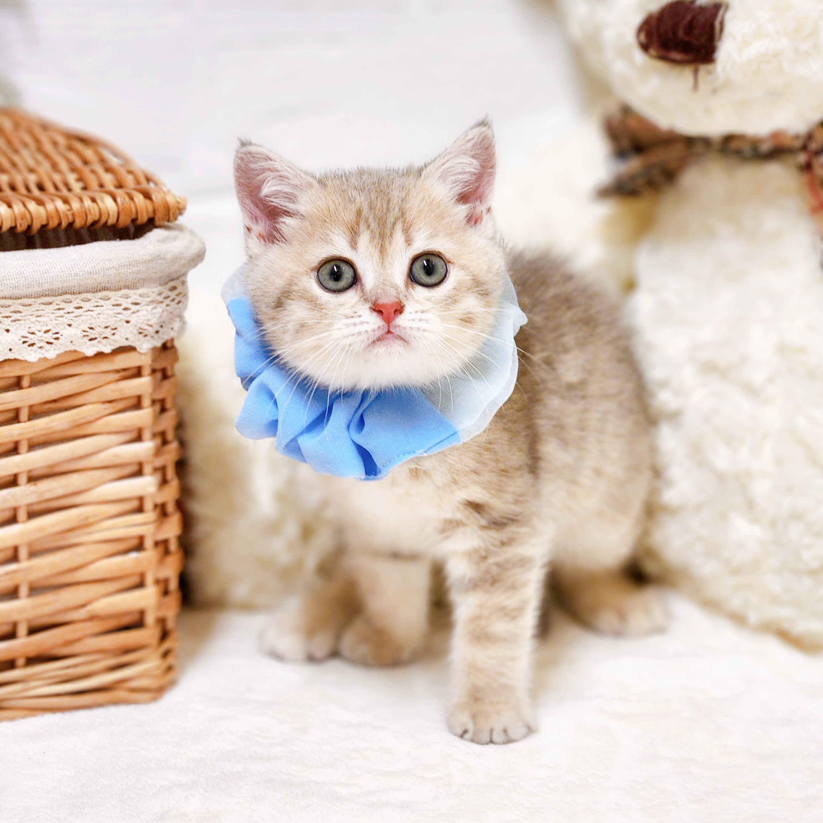 滋賀県のブリティッシュショートヘアー (犬の家＆猫の里近江八幡店/2026年2月18日生まれ/男の子/ブルーチンチラゴールデン)の子猫の4枚目の画像