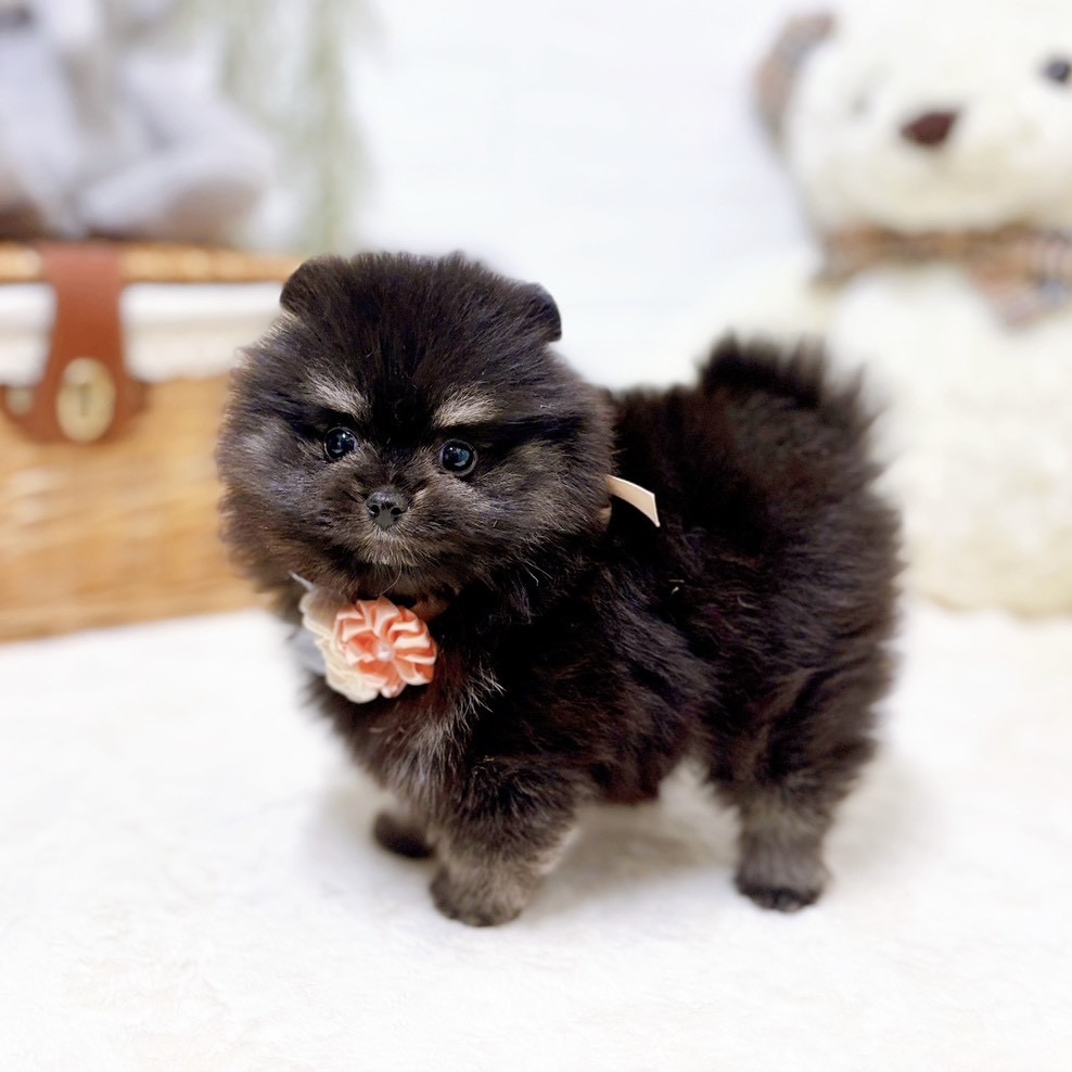 滋賀県のポメラニアン (犬の家＆猫の里近江八幡店/2026年2月26日生まれ/女の子/ブラックタン)の子犬の4枚目の画像