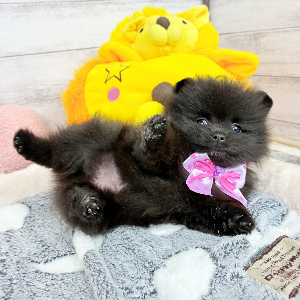 兵庫県のポメラニアン (犬の家＆猫の里川西店/2026年2月26日生まれ/女の子/ブラック)の子犬の4枚目の画像