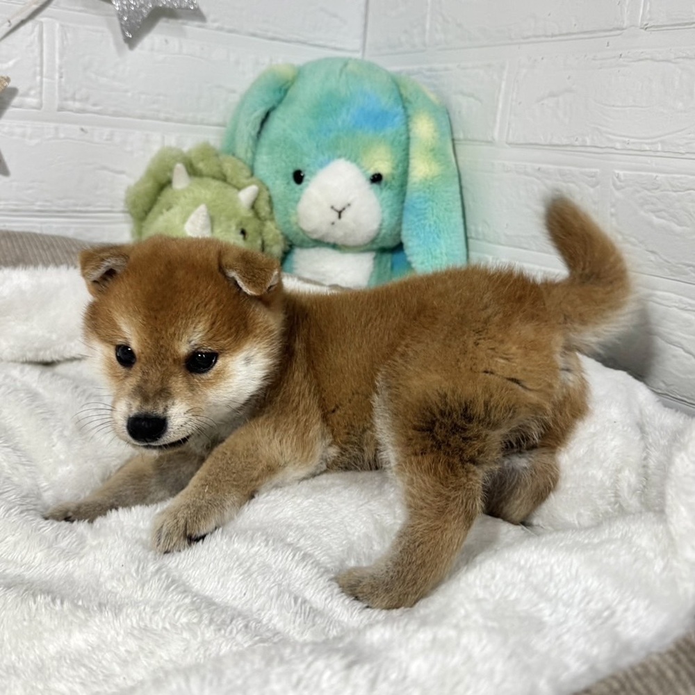 兵庫県の柴犬(標準サイズ) (犬の家＆猫の里ニッケパークタウン加古川店/2026年2月26日生まれ/男の子/赤)の子犬の4枚目の画像