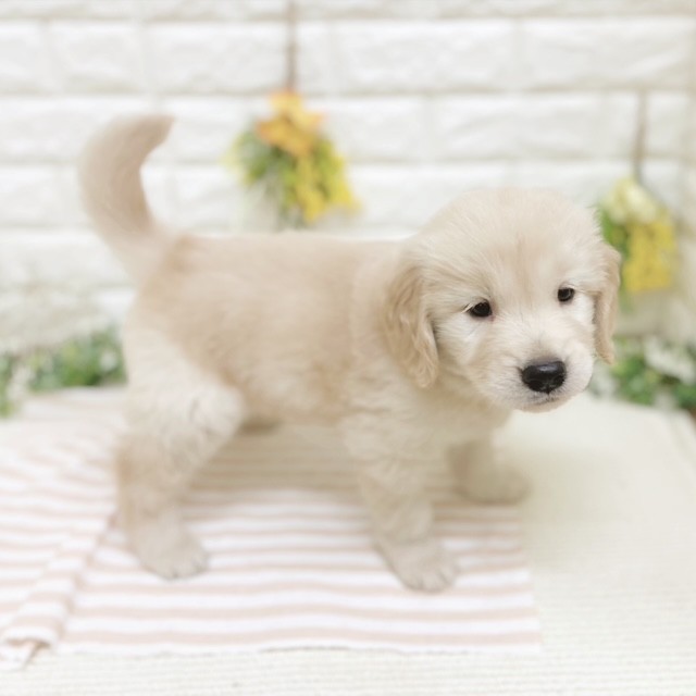 静岡県のゴールデンレトリバー (犬の家＆猫の里藤枝店/2026年2月27日生まれ/男の子/ゴールデン)の子犬の4枚目の画像