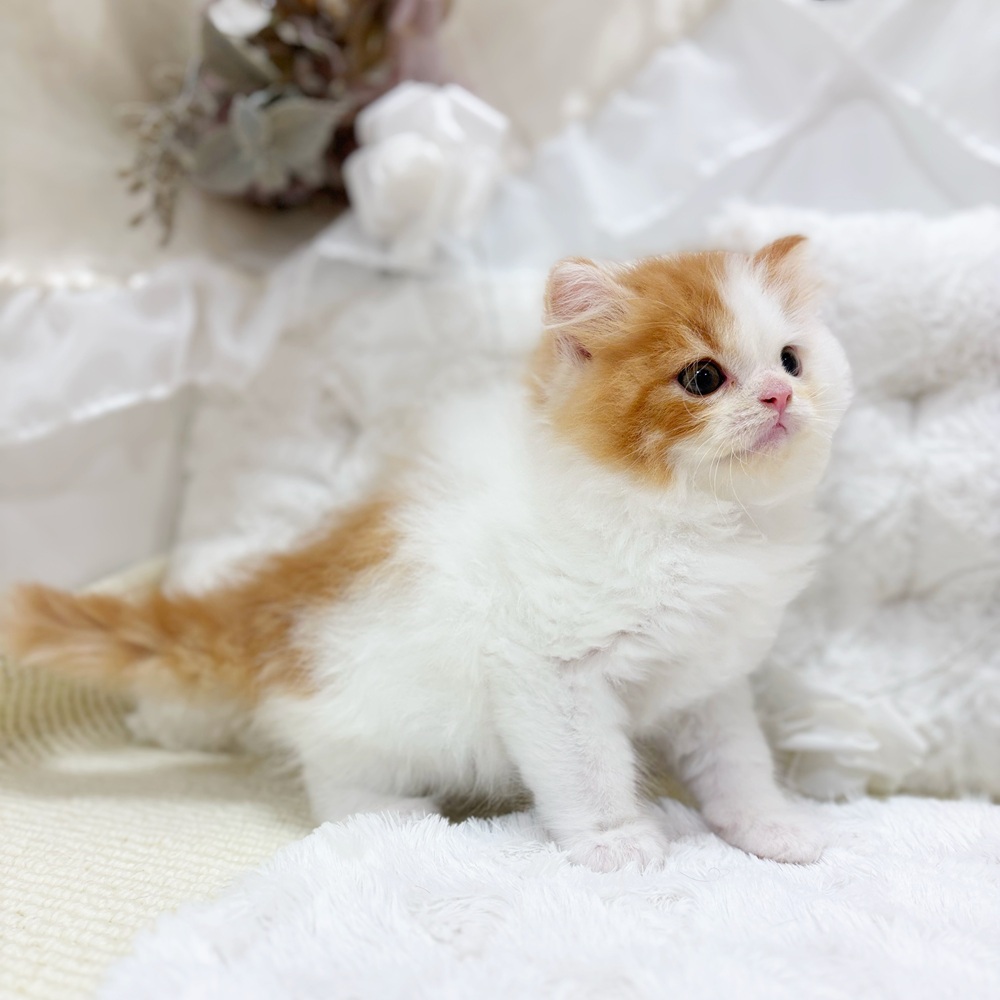 岐阜県のスコティッシュフォールド (犬の家＆猫の里カラフルタウン岐阜店/2026年2月25日生まれ/男の子/レッドタビーホワイト)の子猫の4枚目の画像