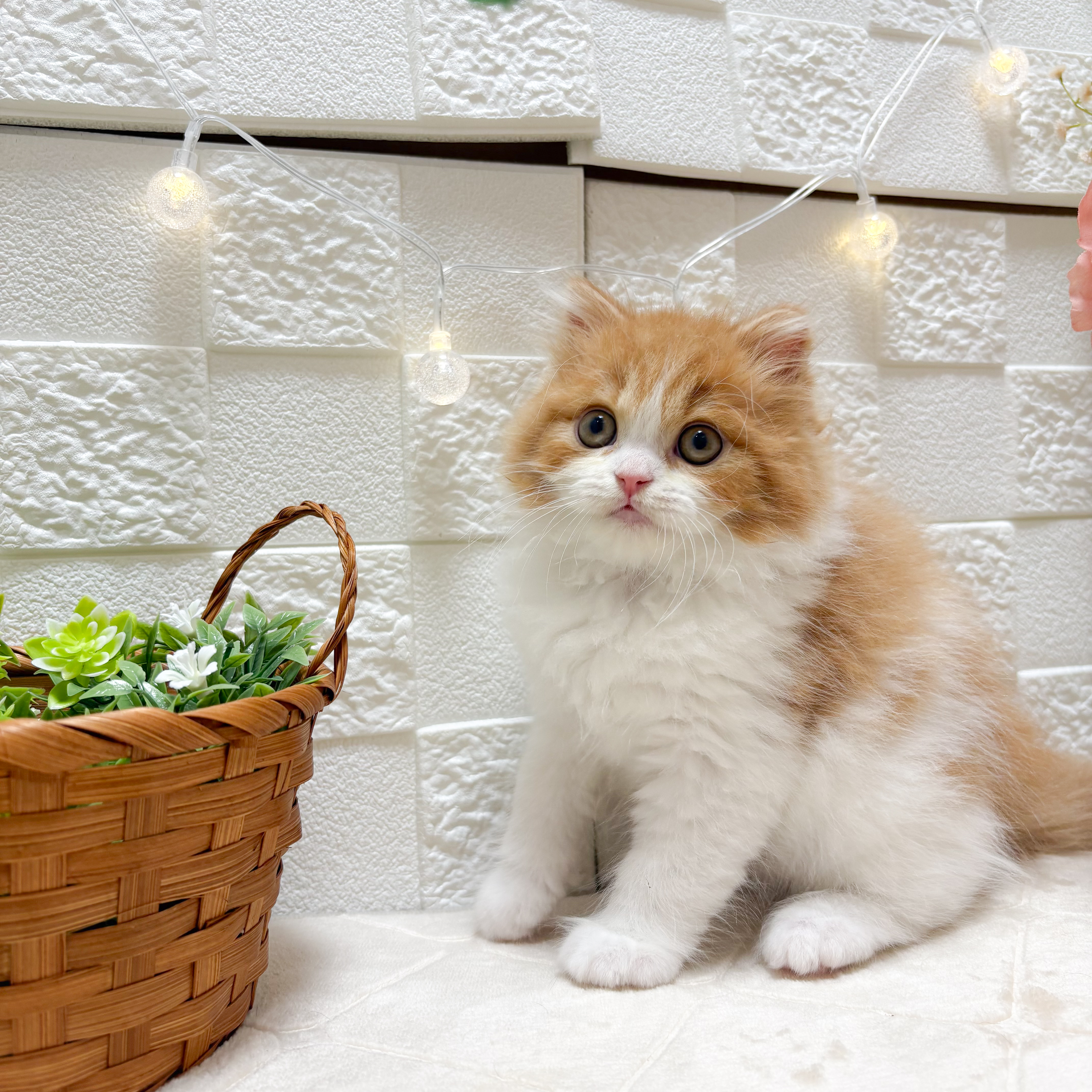 東京都のスコティッシュフォールド (犬の家＆猫の里ペットフォレスト小平店/2026年2月25日生まれ/男の子/レッドタビーホワイト)の子猫の4枚目の画像