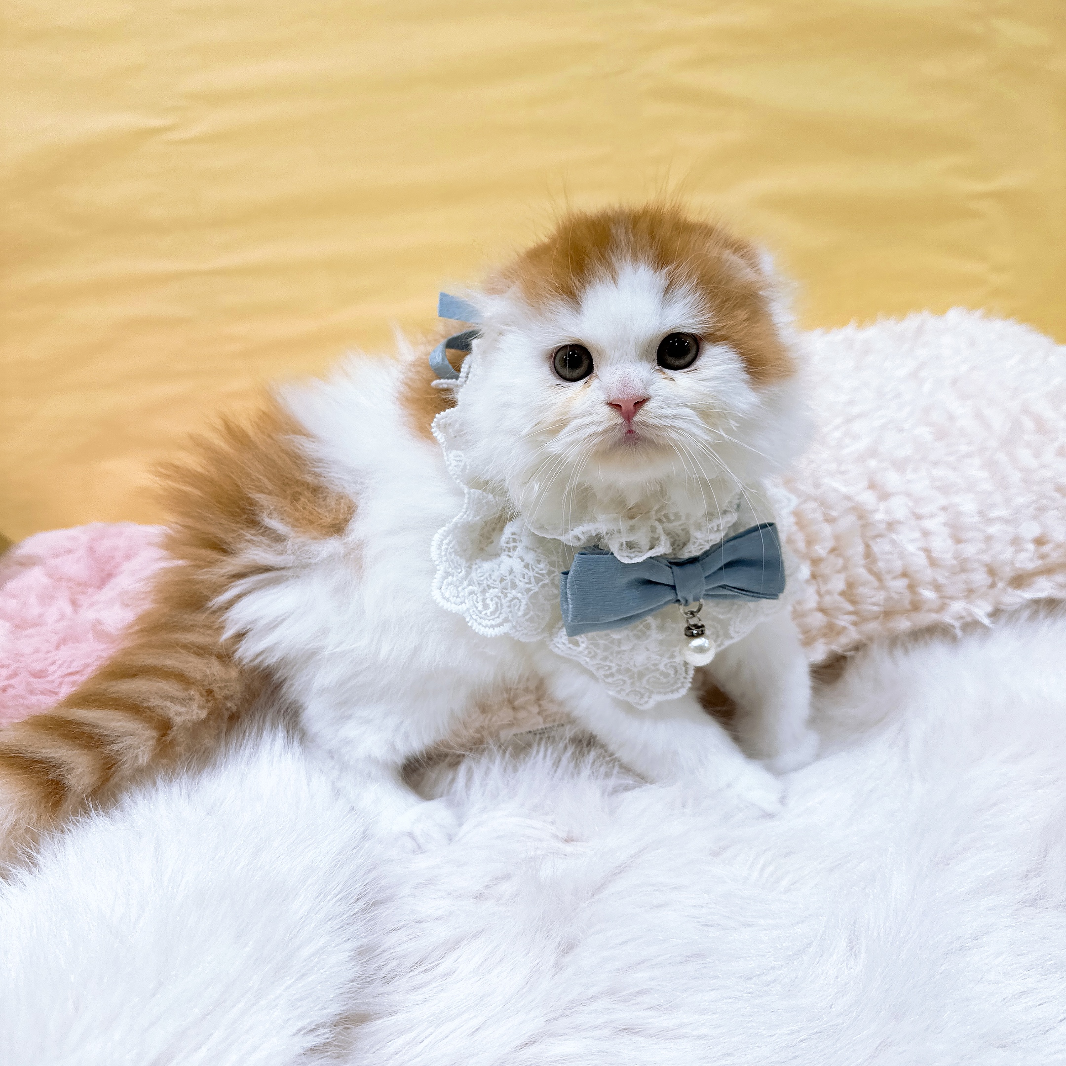 神奈川県のスコティッシュフォールド (犬の家＆猫の里元住吉ブレーメン通り店/2026年2月25日生まれ/男の子/レッドタビーホワイト)の子猫の4枚目の画像