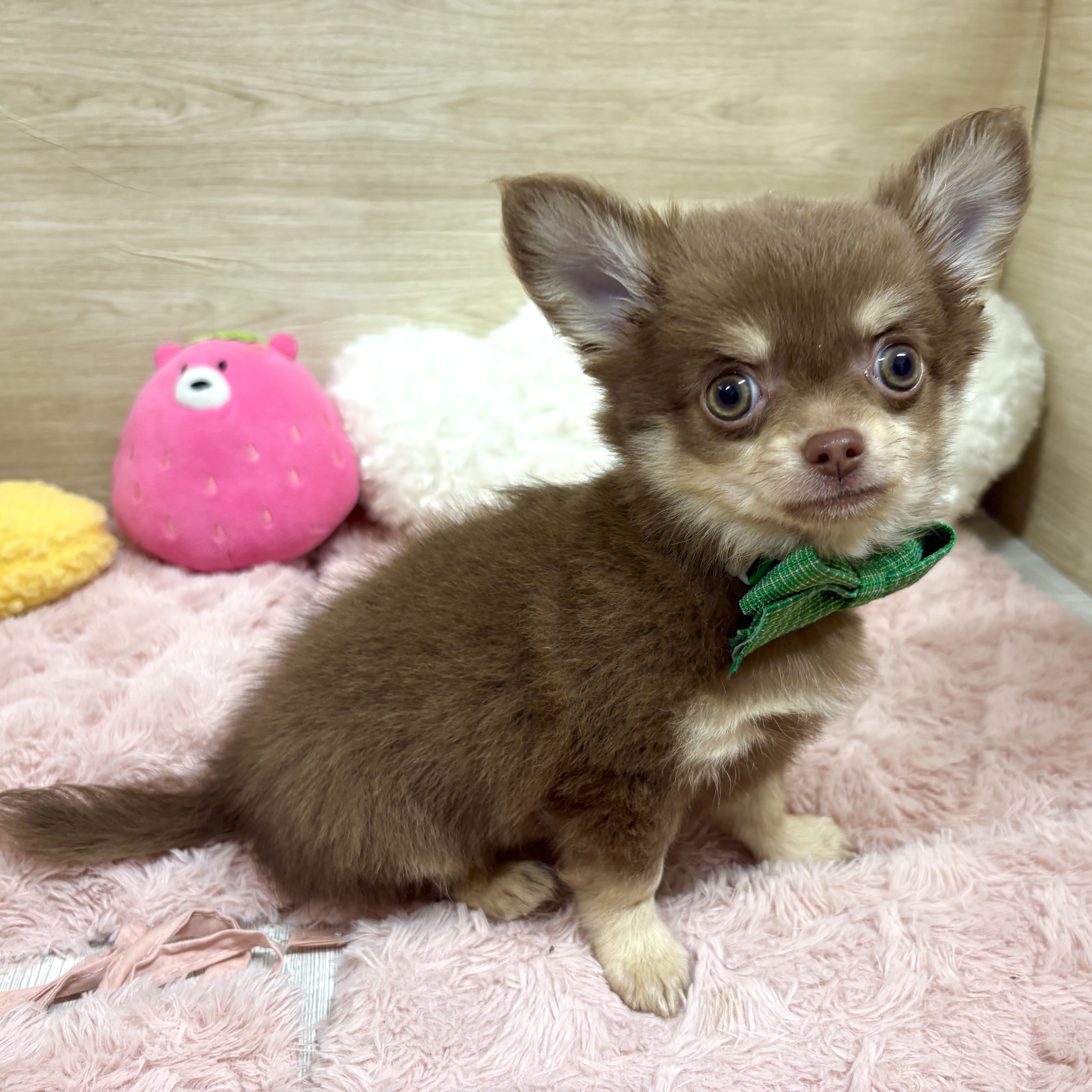 大阪府のチワワ(ロング) (犬の家＆猫の里そよら東岸和田店/2026年2月25日生まれ/男の子/チョコレートクリーム)の子犬の4枚目の画像
