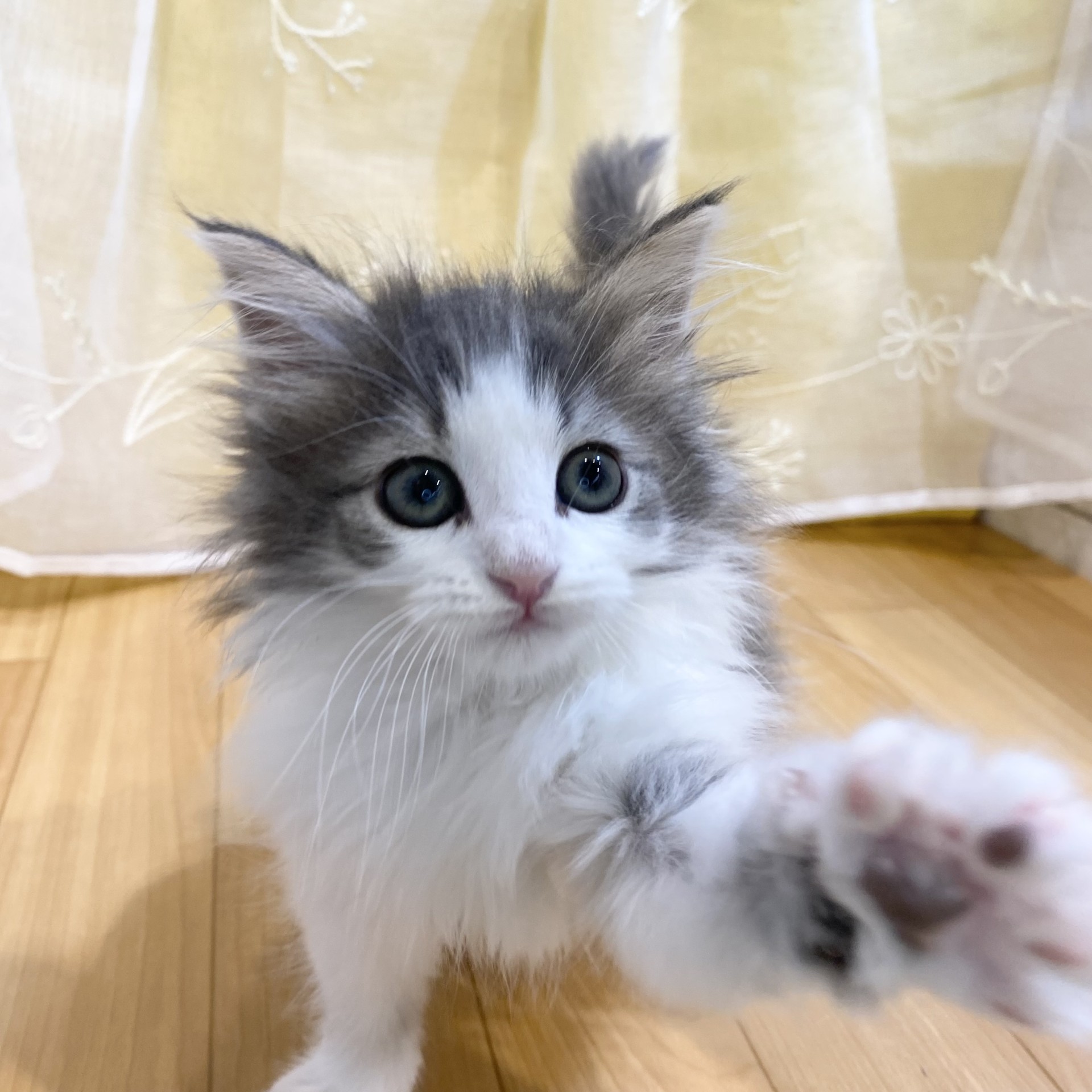 長野県のノルウェージャンフォレストキャット (犬の家＆猫の里カインズ梓川店/2026年2月27日生まれ/女の子/ブルータビーホワイト)の子猫の4枚目の画像