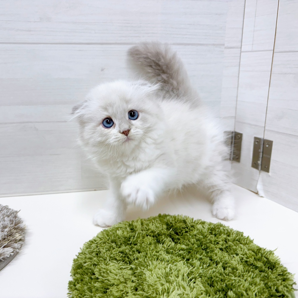 石川県のスコティッシュフォールド (犬の家＆猫の里アミーゴ金沢おこばた店/2026年2月28日生まれ/男の子/ブルーポイントホワイト)の子猫の4枚目の画像