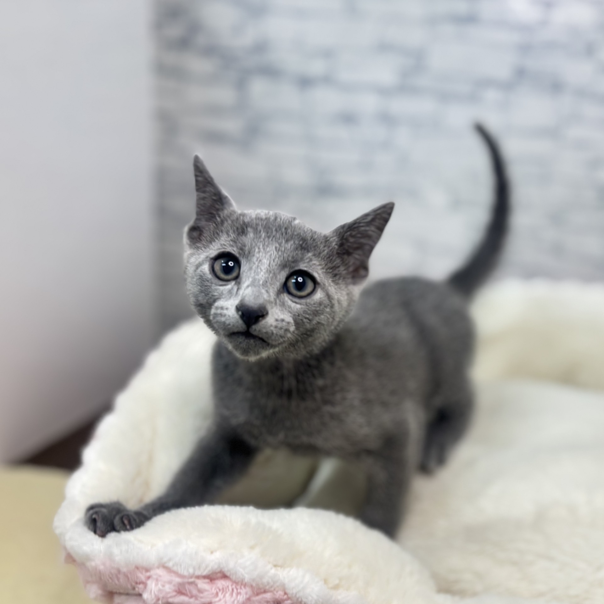 長野県のロシアンブルー (犬の家＆猫の里長野店/2026年2月25日生まれ/男の子/ブルー)の子猫の4枚目の画像