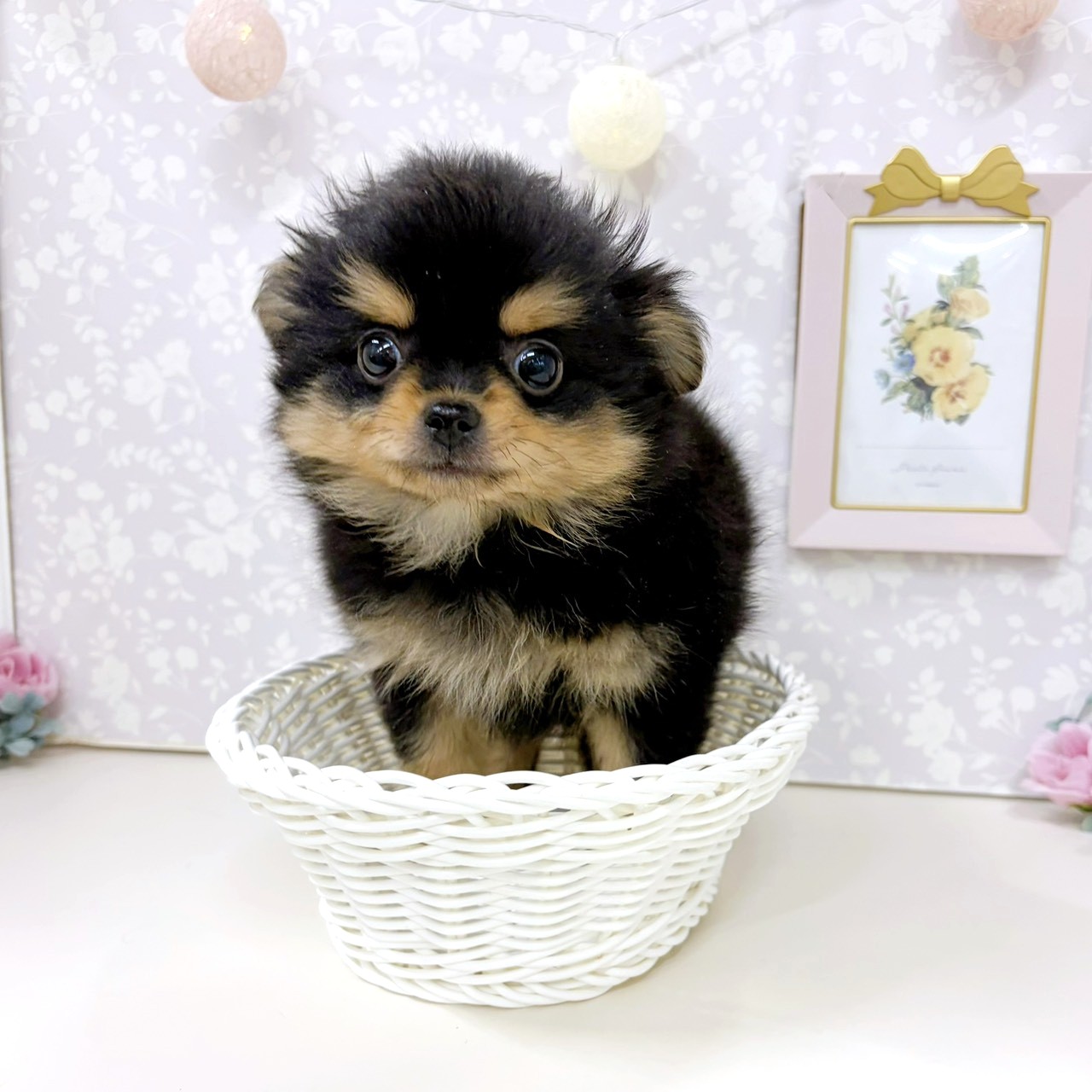 富山県のポメチワ/チワポメ/ポメチー(ポメラニアン×チワワ) (犬の家＆猫の里アミーゴ高岡蓮花寺店/2026年2月26日生まれ/男の子/ブラックタン)の子犬の4枚目の画像