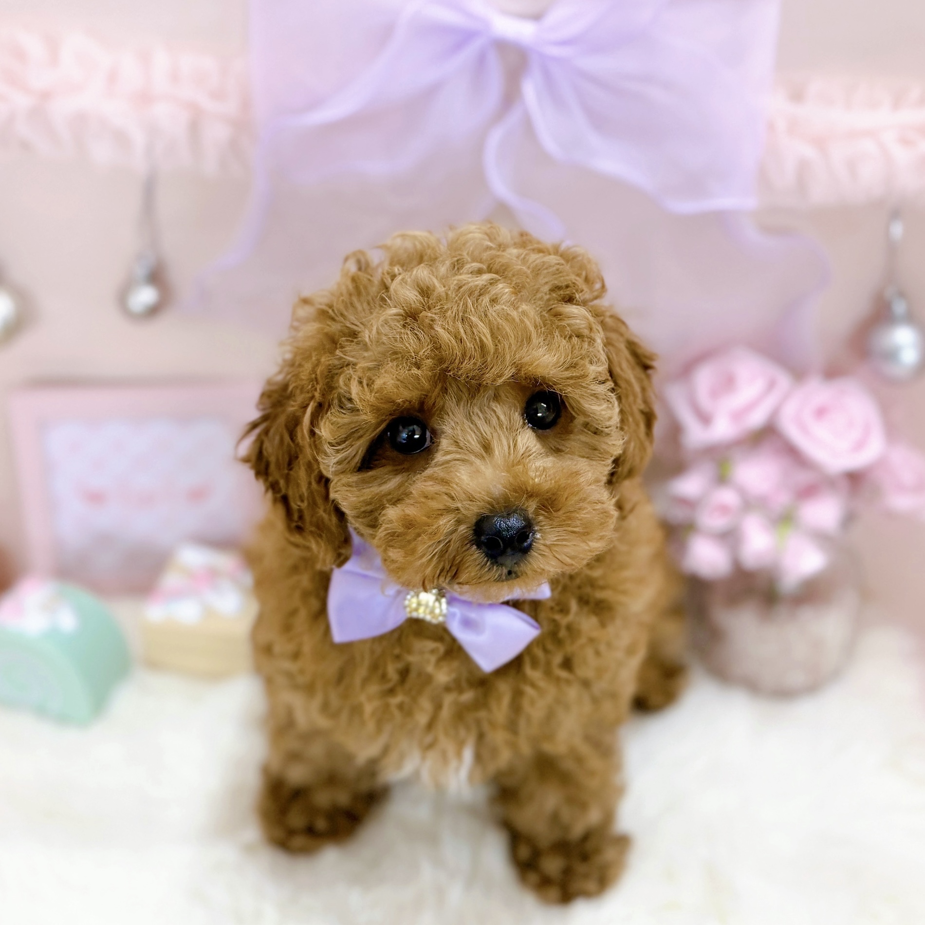 福井県のトイプードル(トイ) (犬の家＆猫の里アミーゴ福井大和田店/2026年2月26日生まれ/女の子/レッドフォーン)の子犬の4枚目の画像