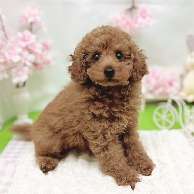 静岡県のトイプードル(トイ) (犬の家＆猫の里藤枝店/2026年2月26日生まれ/女の子/レッドフォーン)の子犬の4枚目の画像
