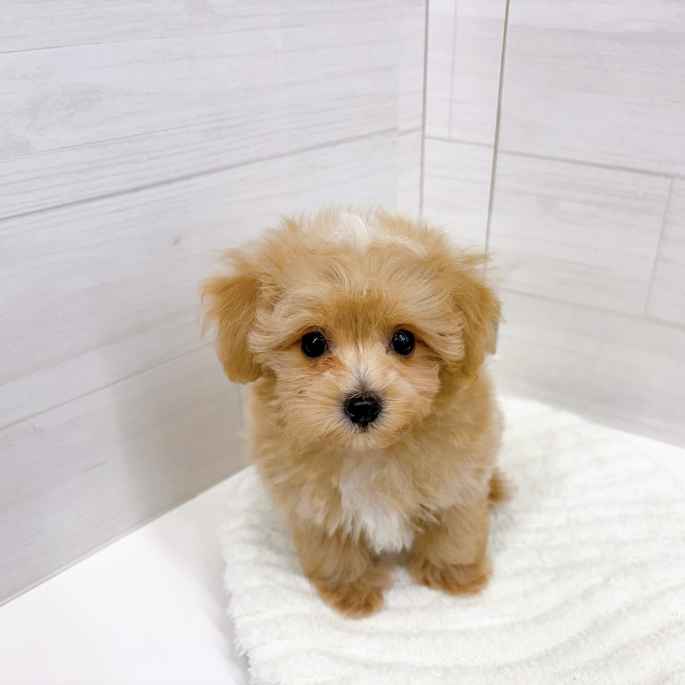 石川県のマルプー(マルチーズ×プードル) (犬の家＆猫の里アミーゴ金沢おこばた店/2026年2月26日生まれ/男の子/アプリコットホワイト)の子犬の4枚目の画像