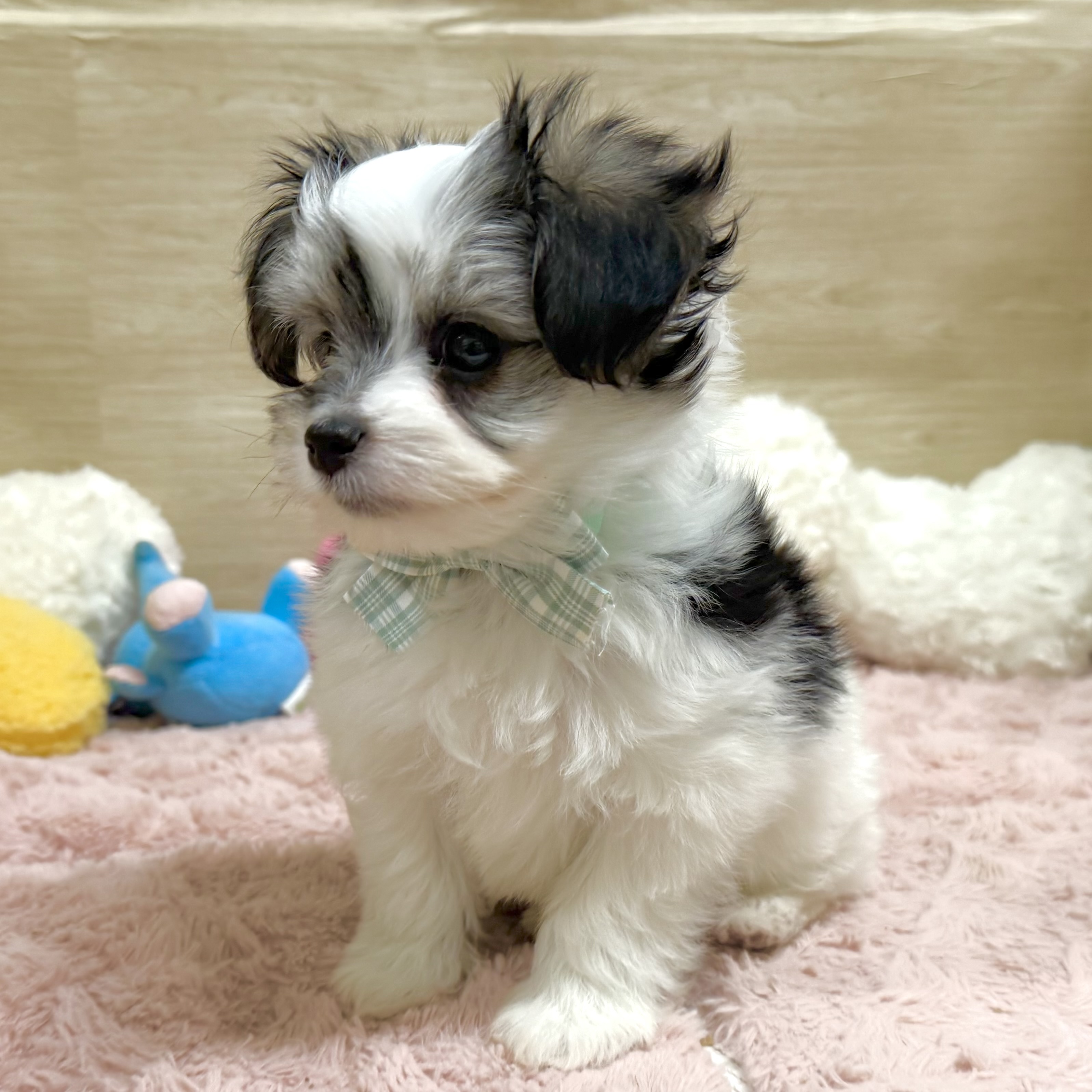 大阪府のハーフ犬・ミックス犬 (犬の家＆猫の里そよら東岸和田店/2026年2月26日生まれ/男の子/トライカラー)の子犬の4枚目の画像