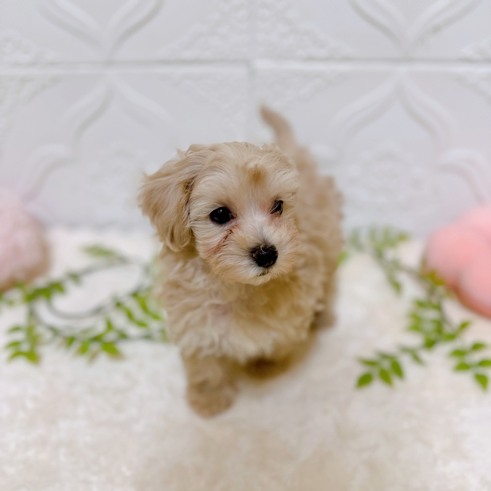 愛知県のマルプー(マルチーズ×プードル) (犬の家＆猫の里岡崎店/2026年2月26日生まれ/男の子/クリーム)の子犬の4枚目の画像