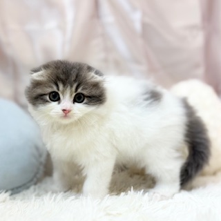 兵庫県のスコティッシュフォールド (犬の家＆猫の里カナート西神戸店/2026年3月1日生まれ/男の子/ブルータビーホワイトバン)の子猫の4枚目の画像