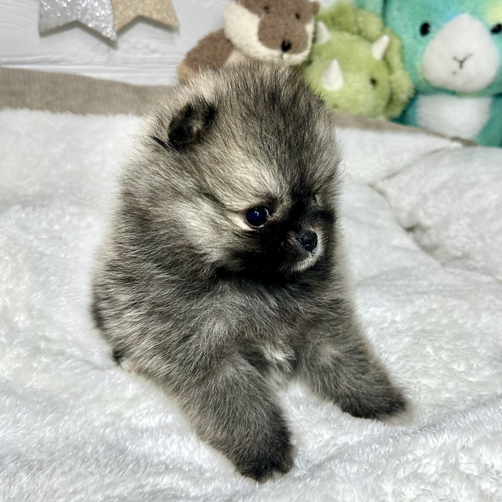兵庫県のポメラニアン (犬の家＆猫の里ニッケパークタウン加古川店/2026年2月28日生まれ/女の子/ウルフセーブル)の子犬の4枚目の画像