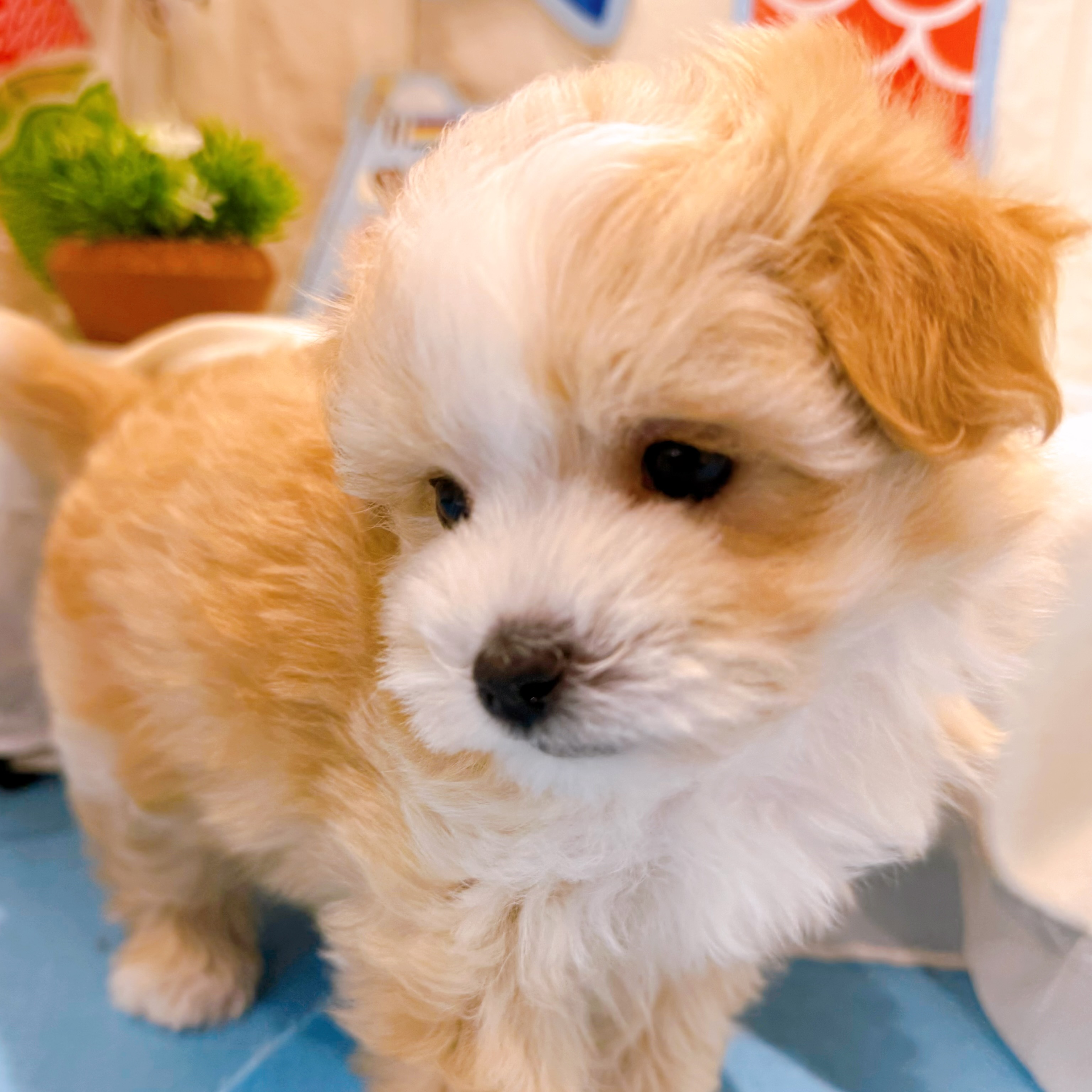 岡山県のマルプー(マルチーズ×プードル) (犬の家＆猫の里倉敷店/2026年3月1日生まれ/男の子/クリーム)の子犬の4枚目の画像