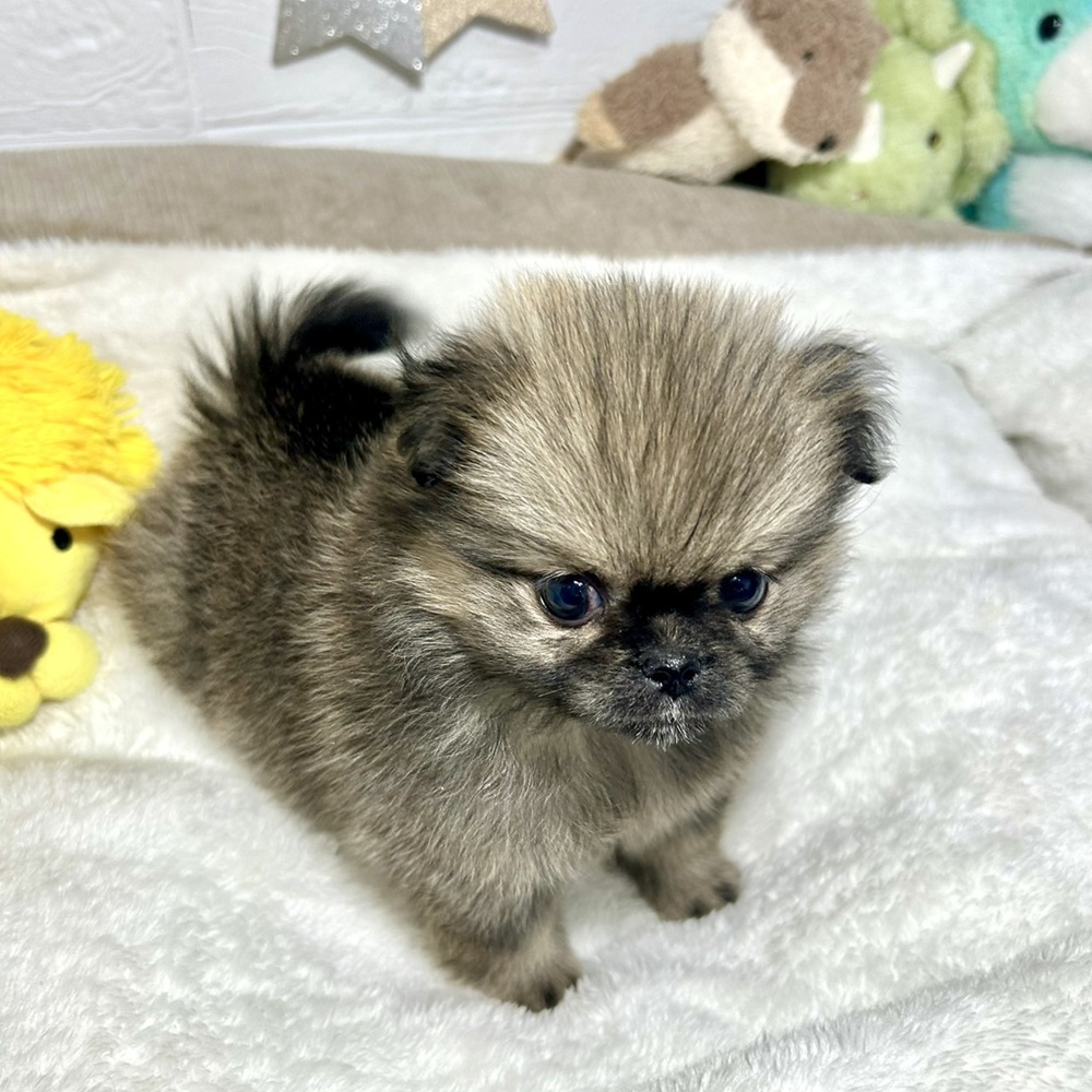 兵庫県のペキポメ/ポメペキ(ペキニーズ×ポメラニアン) (犬の家＆猫の里ニッケパークタウン加古川店/2026年2月26日生まれ/女の子/フォーン)の子犬の4枚目の画像