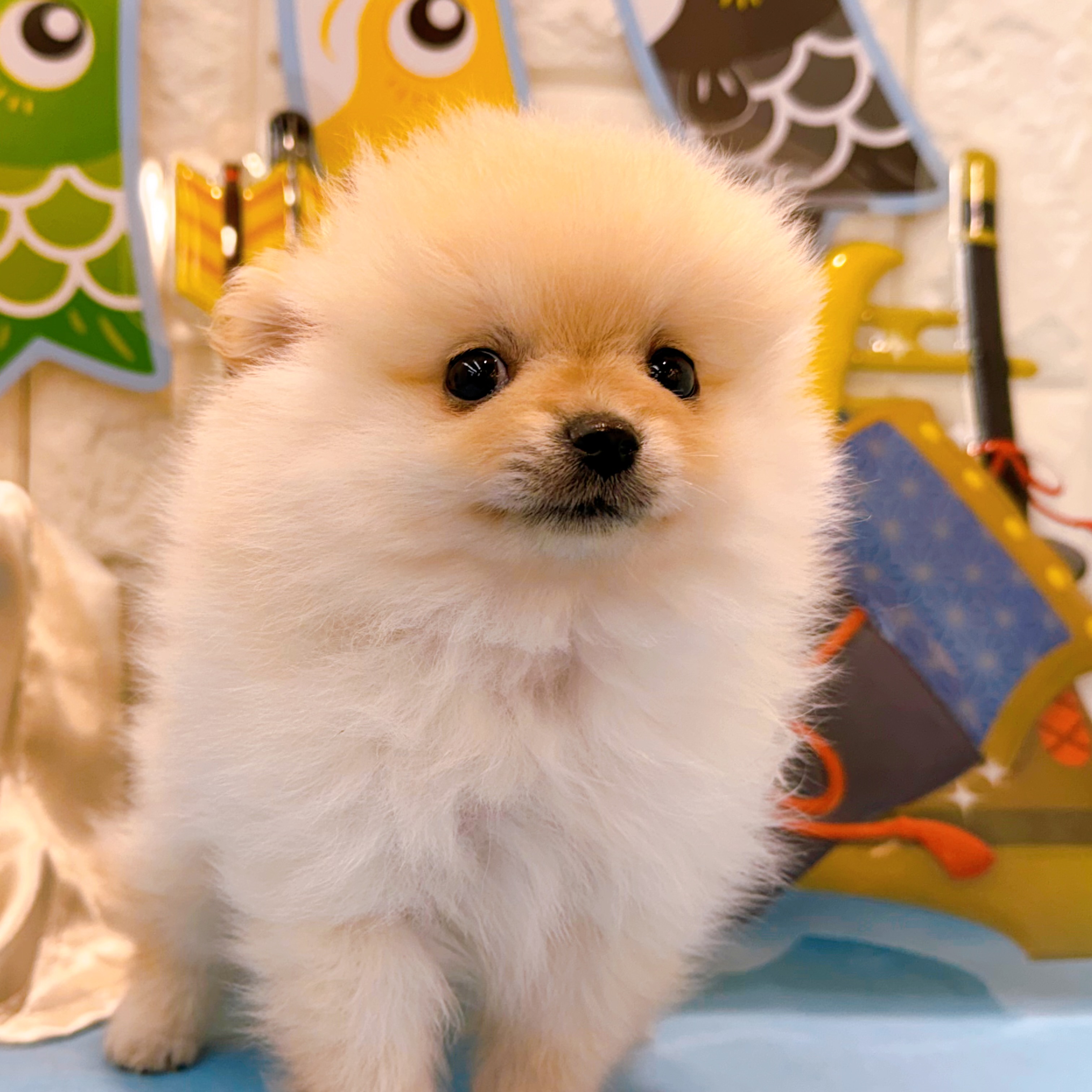 岡山県のポメラニアン (犬の家＆猫の里倉敷店/2026年2月22日生まれ/男の子/クリーム)の子犬の4枚目の画像