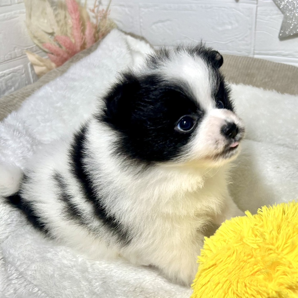 兵庫県のポメラニアン (犬の家＆猫の里ニッケパークタウン加古川店/2026年2月27日生まれ/女の子/ホワイトブラック)の子犬の4枚目の画像