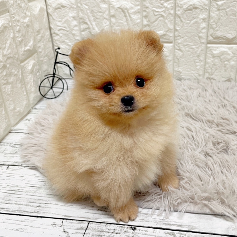岡山県のポメラニアン (犬の家＆猫の里岡山店/2026年2月28日生まれ/男の子/クリーム)の子犬の4枚目の画像