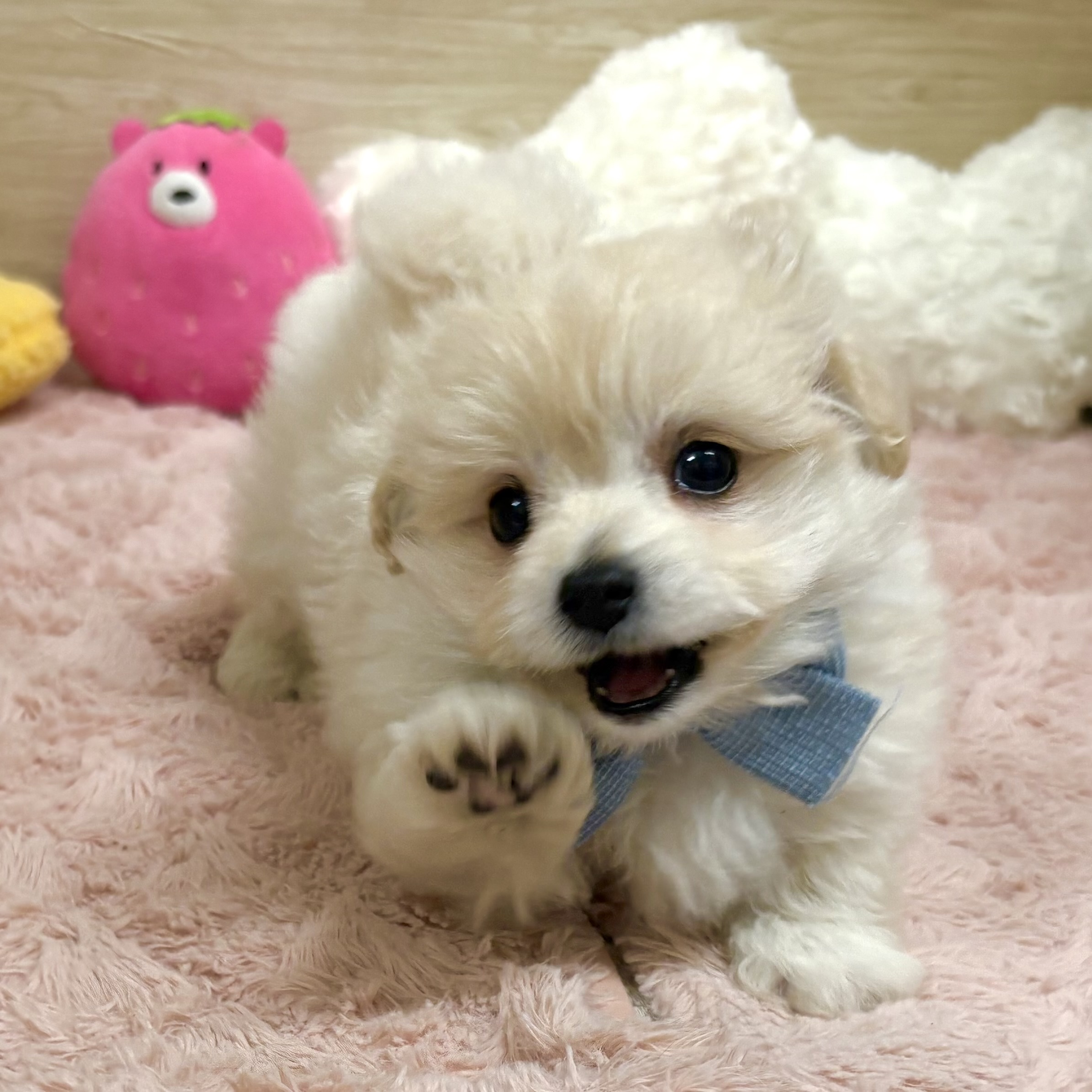 大阪府のポメプー(ポメラニアン×プードル) (犬の家＆猫の里そよら東岸和田店/2026年3月1日生まれ/男の子/クリーム)の子犬の4枚目の画像