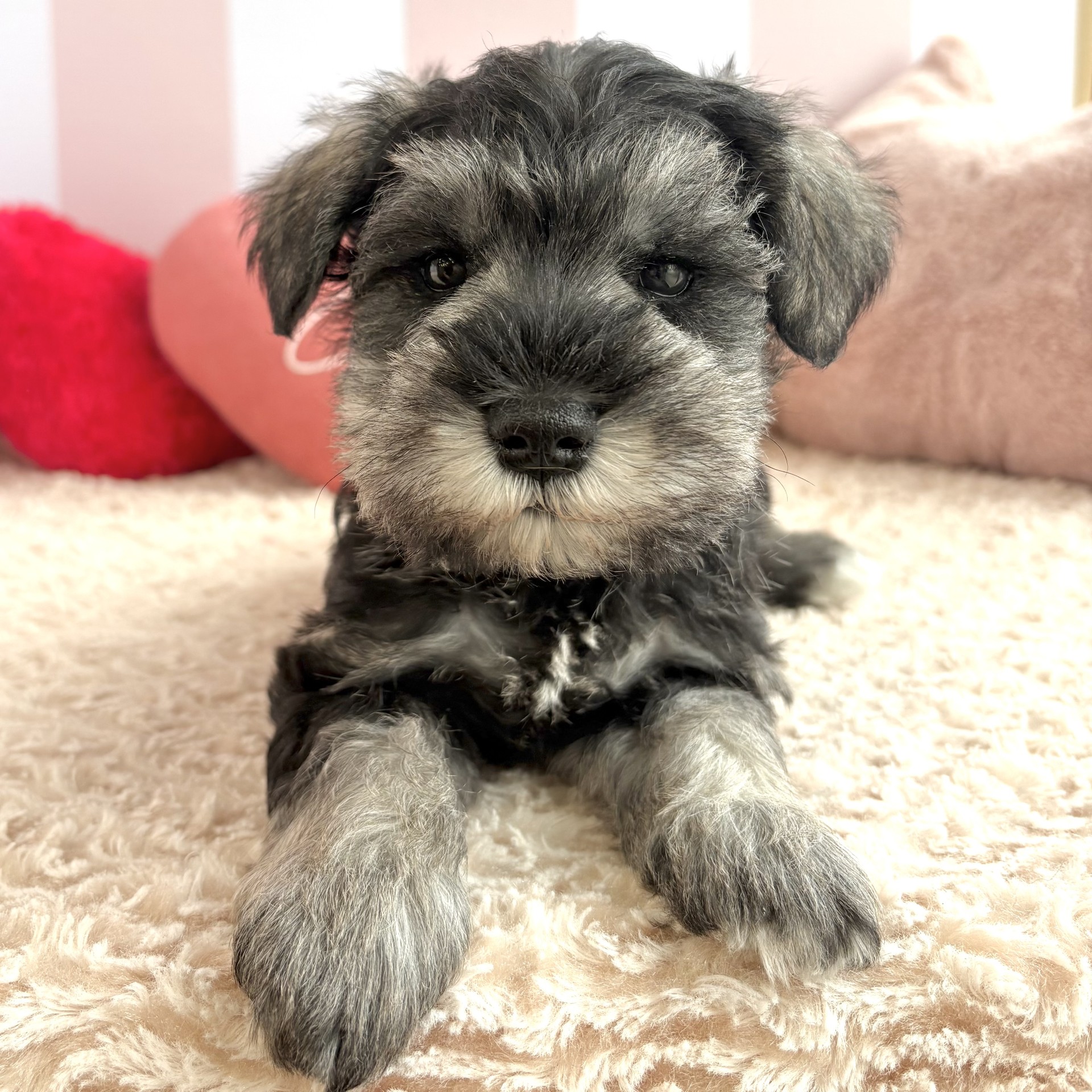 岡山県のミニチュアシュナウザー (犬の家＆猫の里倉敷中庄店/2026年3月1日生まれ/男の子/ソルトペッパー)の子犬の4枚目の画像