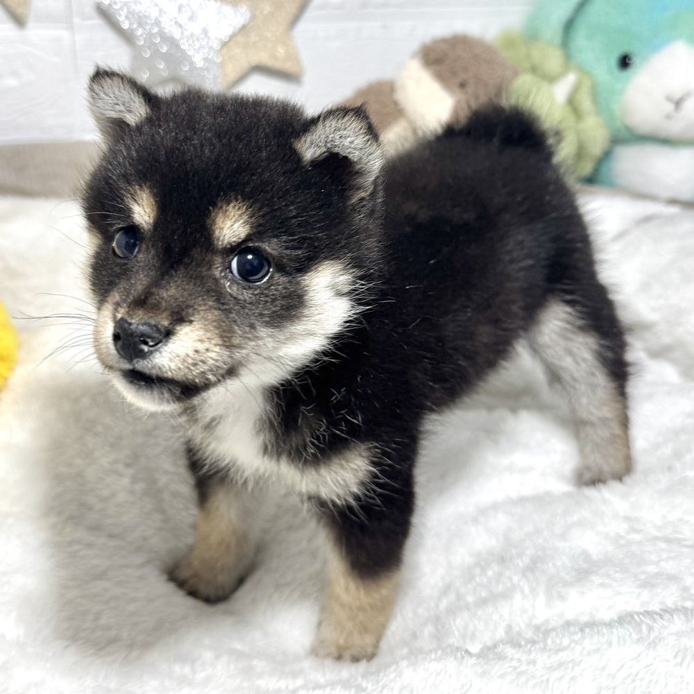 兵庫県の豆柴 (犬の家＆猫の里ニッケパークタウン加古川店/2026年2月26日生まれ/女の子/黒)の子犬の4枚目の画像