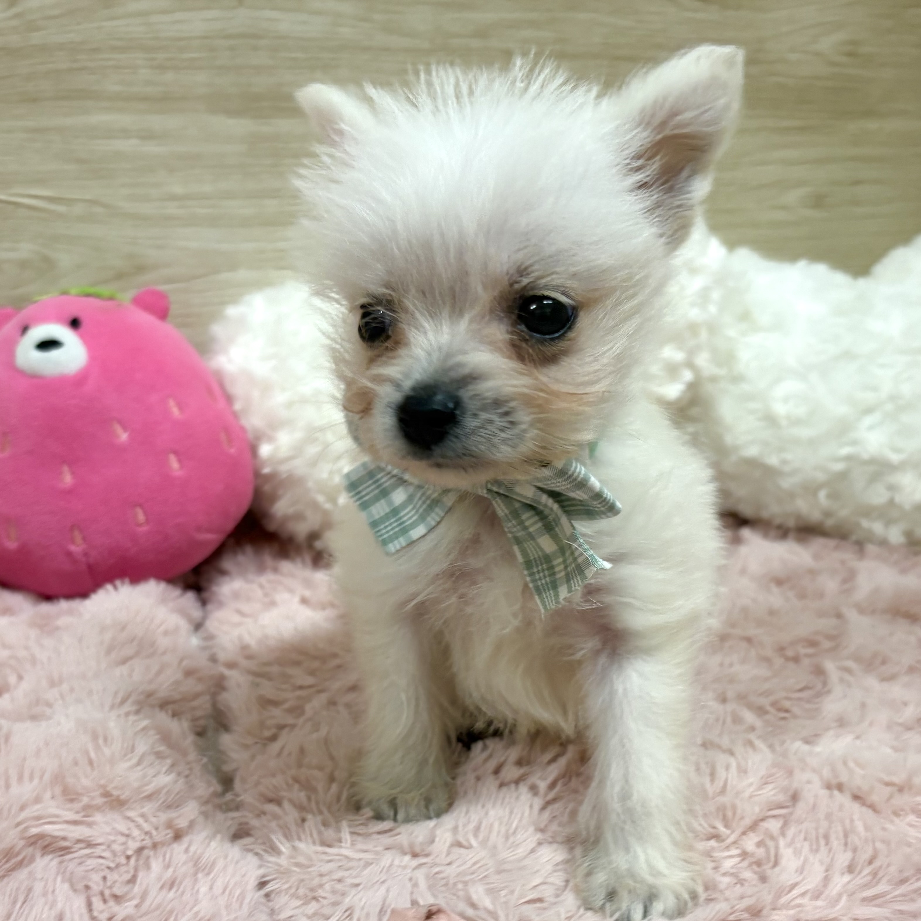大阪府のポメシュナ/シュナポメ(ポメラニアン×シュナウザー) (犬の家＆猫の里そよら東岸和田店/2026年2月22日生まれ/男の子/クリーム)の子犬の4枚目の画像