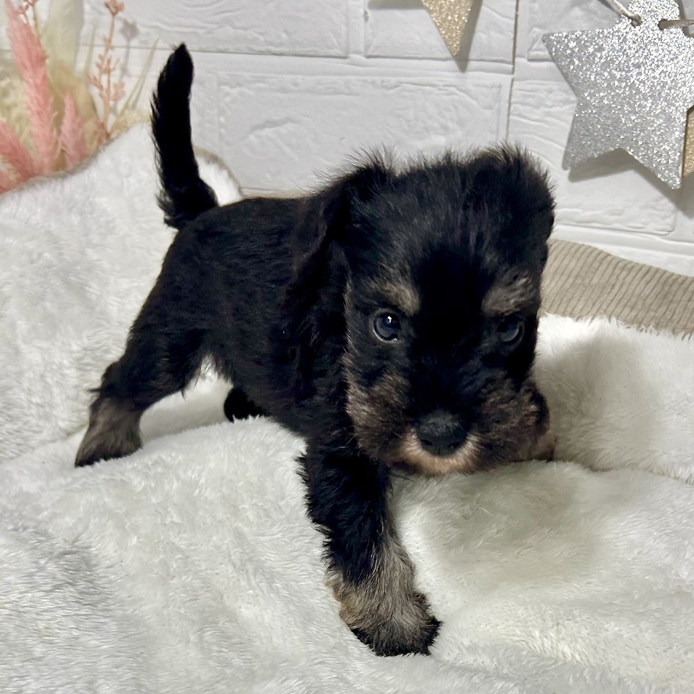 兵庫県のミニチュアシュナウザー (犬の家＆猫の里ニッケパークタウン加古川店/2026年2月28日生まれ/男の子/ブラックシルバー)の子犬の4枚目の画像