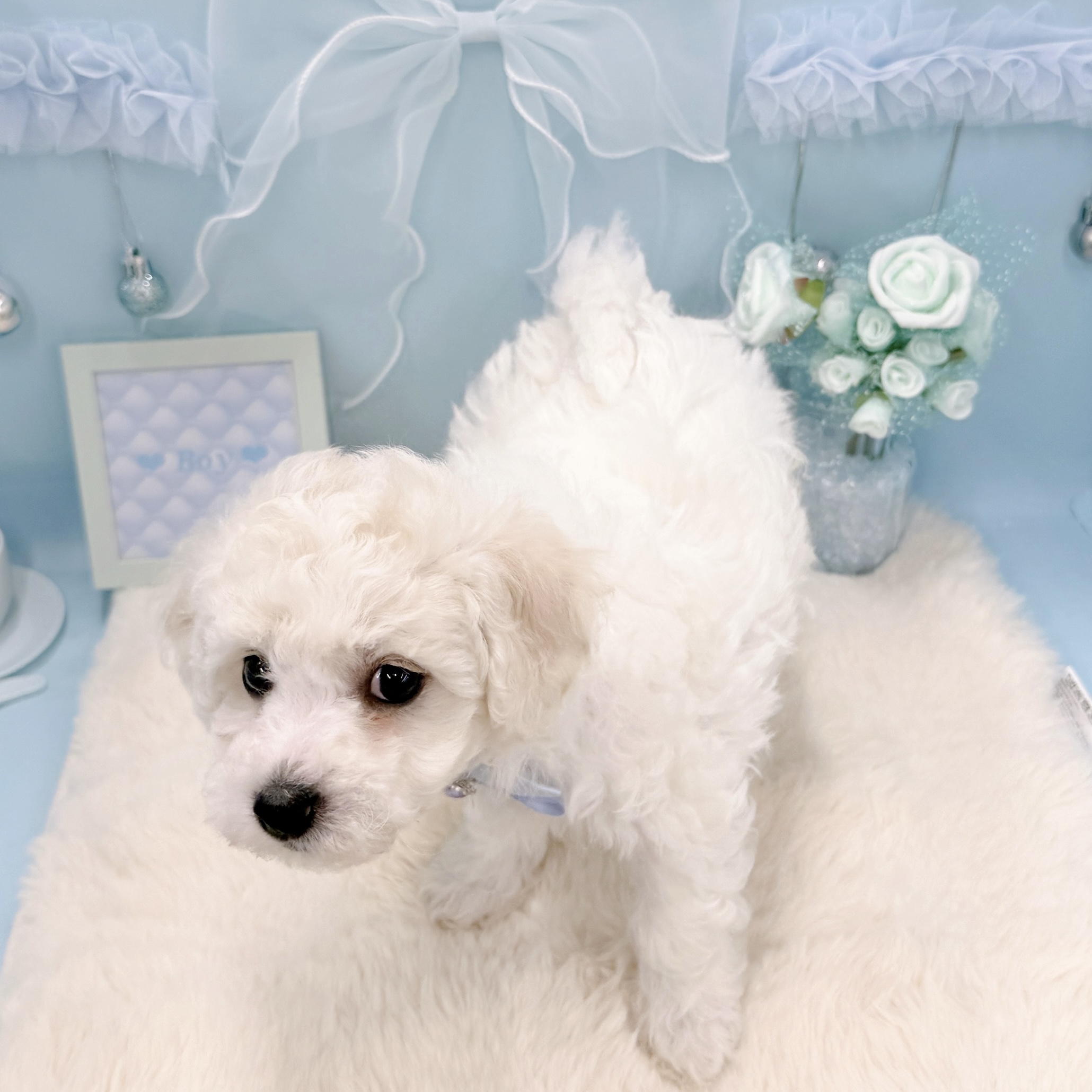 福井県のビションフリーゼ (犬の家＆猫の里アミーゴ福井大和田店/2026年3月1日生まれ/男の子/ホワイト)の子犬の4枚目の画像