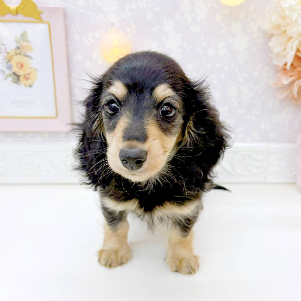 富山県のミニチュアダックスフンド(ロング) (犬の家＆猫の里富山店/2026年2月28日生まれ/女の子/ブラックタン)の子犬の4枚目の画像