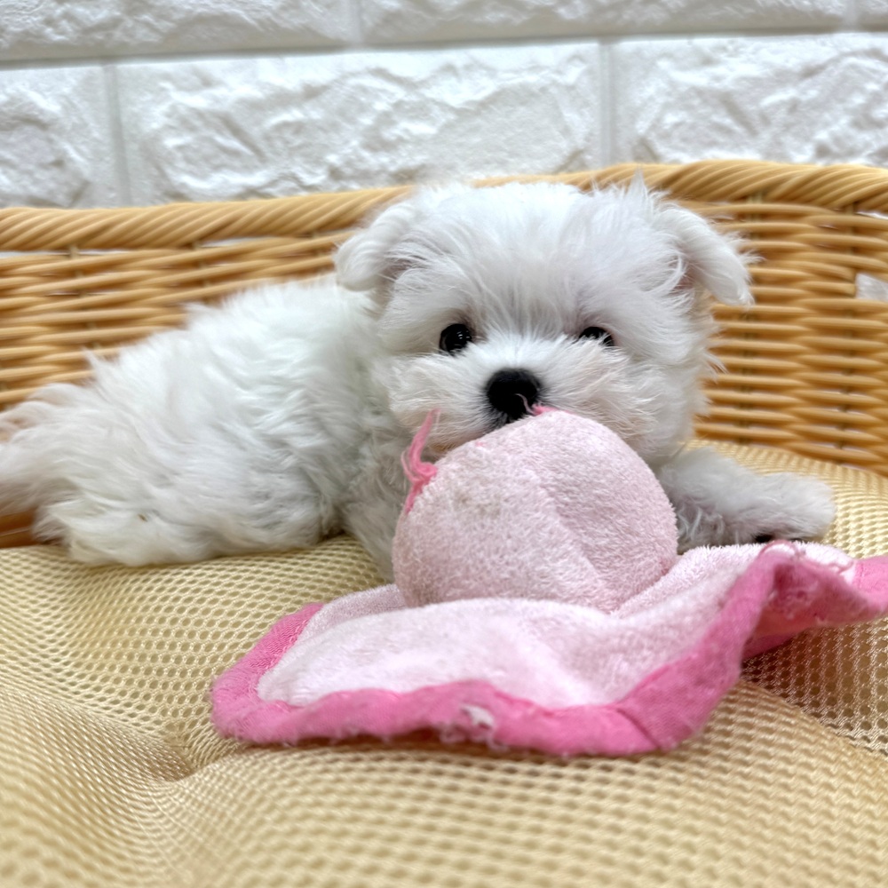 愛知県のマルチーズ (犬の家＆猫の里MEGAドン・キホーテ東海名和店/2026年2月26日生まれ/女の子/ホワイト)の子犬の4枚目の画像