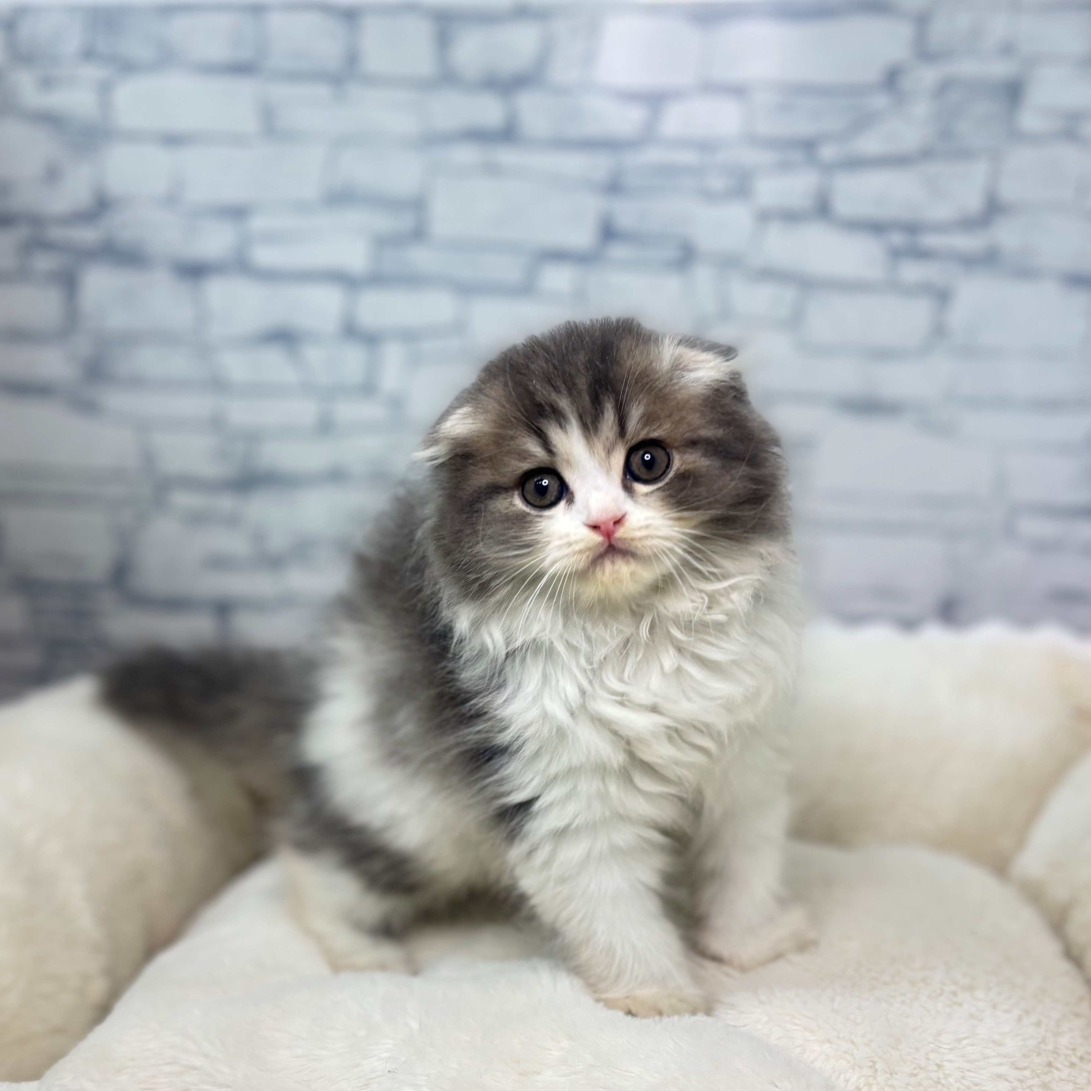 長野県のスコティッシュフォールド (犬の家＆猫の里長野店/2026年2月28日生まれ/男の子/ブルータビーホワイト)の子猫の4枚目の画像