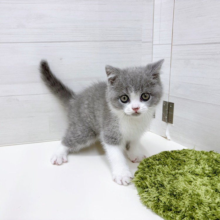 石川県のブリティッシュショートヘアー (犬の家＆猫の里アミーゴ金沢おこばた店/2026年3月1日生まれ/男の子/ブルーホワイト)の子猫の4枚目の画像
