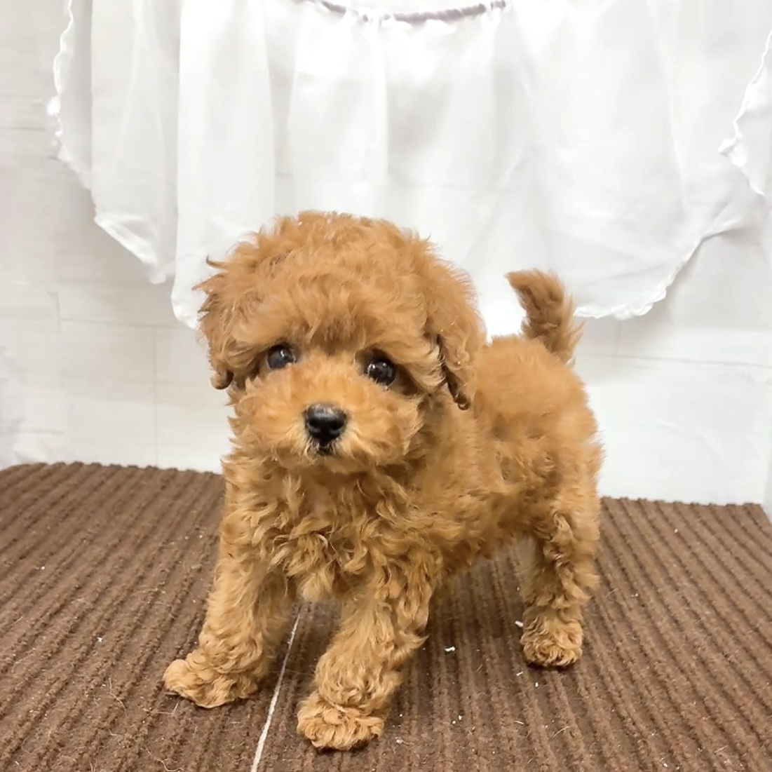 愛知県のトイプードル(トイ) (犬の家＆猫の里碧南店/2026年3月1日生まれ/男の子/レッドフォーン)の子犬の4枚目の画像