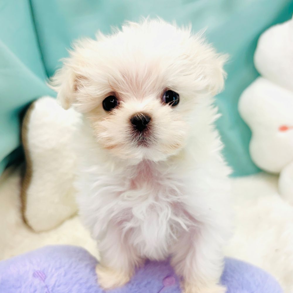 愛知県のマルチーズ (犬の家＆猫の里愛知刈谷店/2026年2月28日生まれ/女の子/ホワイト)の子犬の4枚目の画像