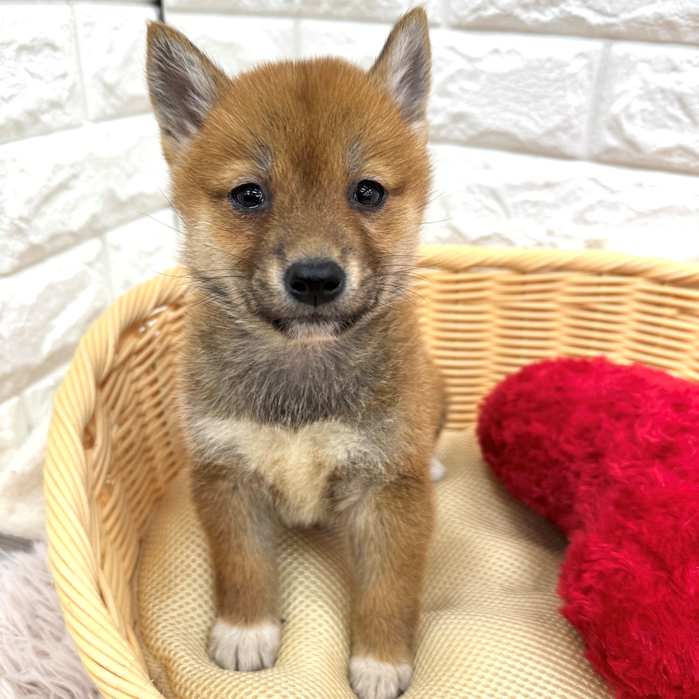 愛知県の柴犬(標準サイズ) (犬の家＆猫の里MEGAドン・キホーテ東海名和店/2026年3月1日生まれ/女の子/赤)の子犬の4枚目の画像