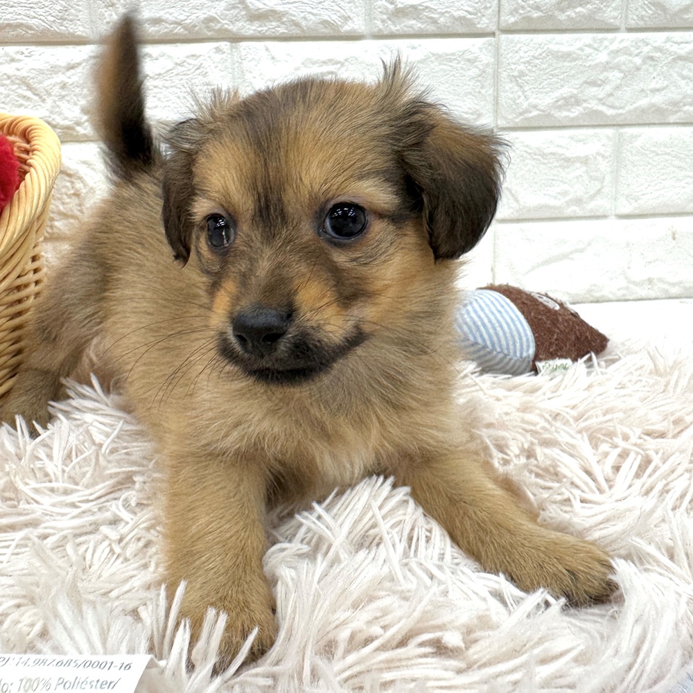 愛知県のマルックス(マルチーズ×ダックス) (犬の家＆猫の里MEGAドン・キホーテ東海名和店/2026年3月1日生まれ/男の子/フォーン)の子犬の4枚目の画像