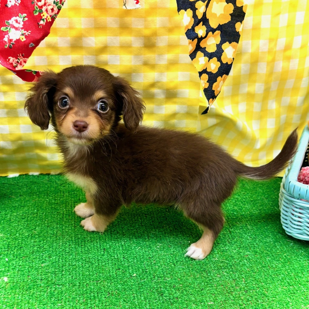愛知県のチワックス(チワワ×ダックス) (犬の家＆猫の里名古屋天白店/2026年3月1日生まれ/女の子/チョコレートタン)の子犬の4枚目の画像