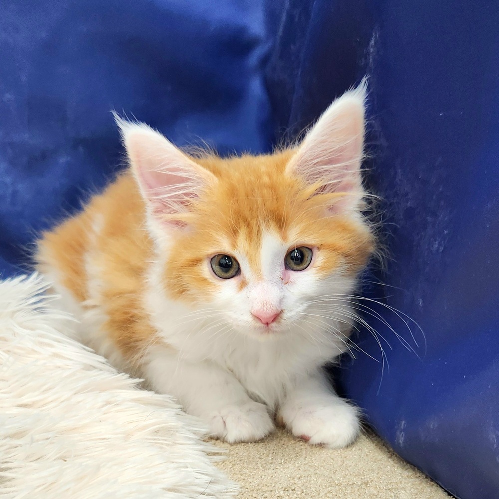 岐阜県のメインクーン (犬の家＆猫の里中津川店/2026年2月23日生まれ/女の子/レッドタビーホワイト)の子猫の4枚目の画像