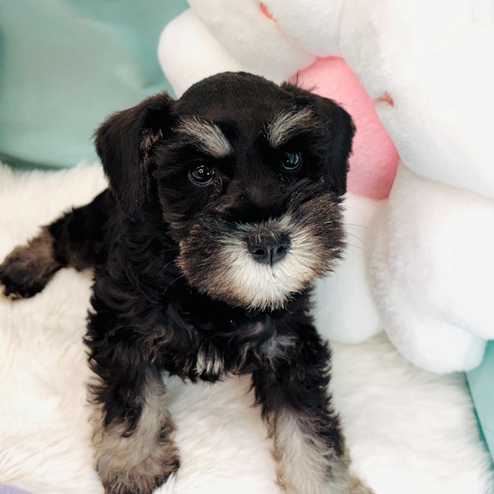 愛知県のミニチュアシュナウザー (犬の家＆猫の里愛知刈谷店/2026年3月1日生まれ/女の子/ブラックシルバー)の子犬の4枚目の画像