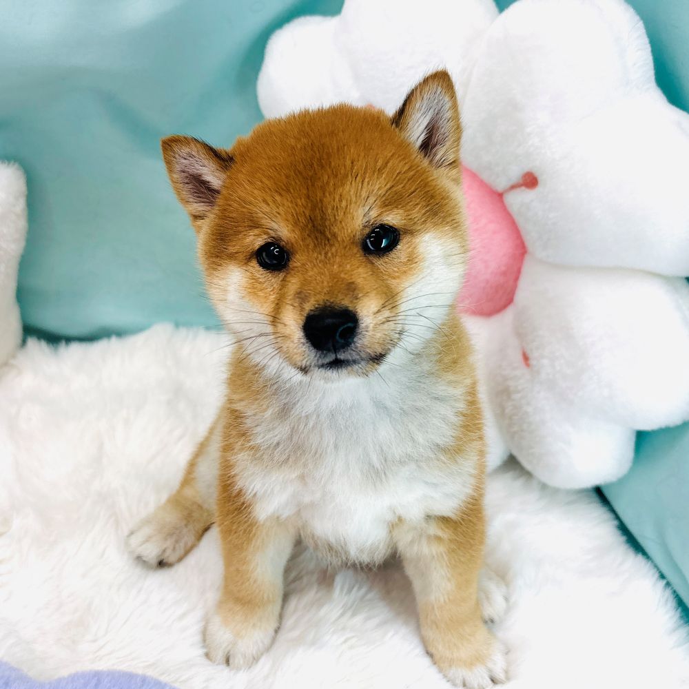 愛知県の豆柴 (犬の家＆猫の里愛知刈谷店/2026年3月1日生まれ/男の子/赤)の子犬の4枚目の画像