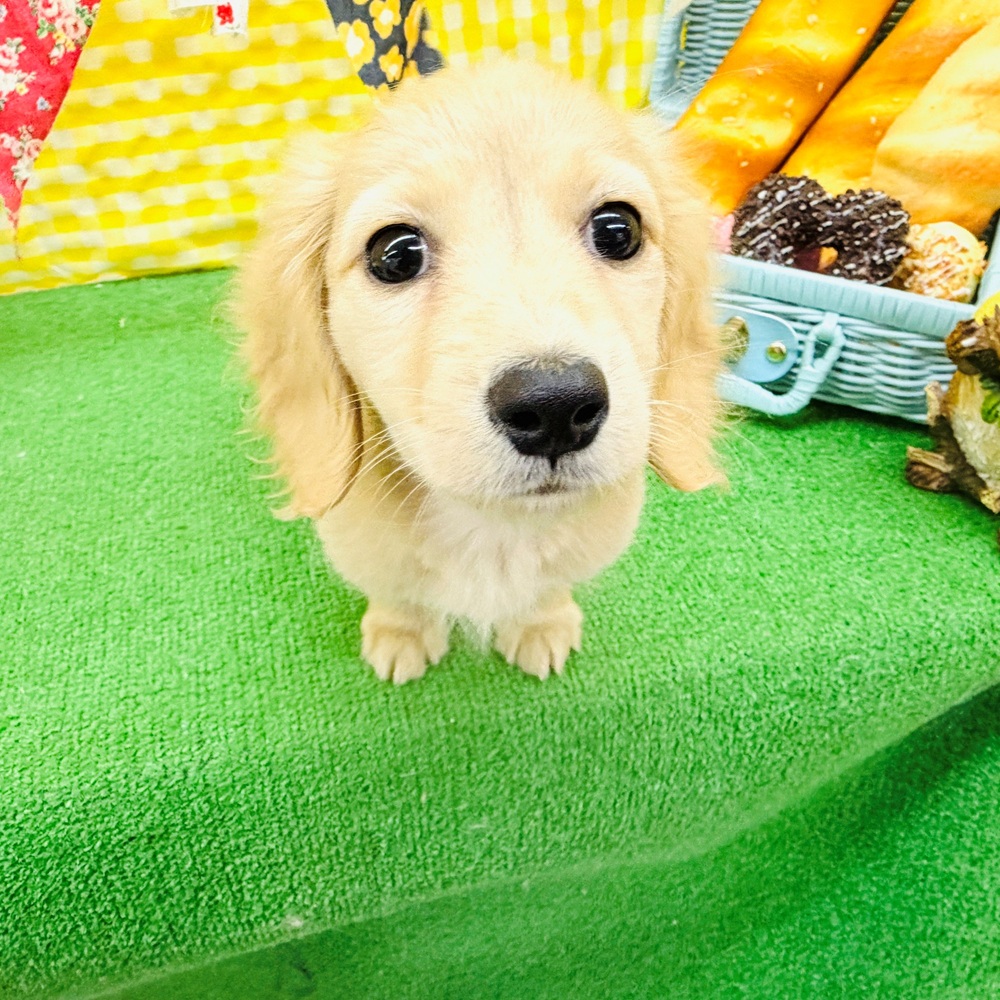 愛知県のカニンヘンダックスフンド(ロング) (犬の家＆猫の里名古屋天白店/2026年2月26日生まれ/女の子/イエロー)の子犬の4枚目の画像