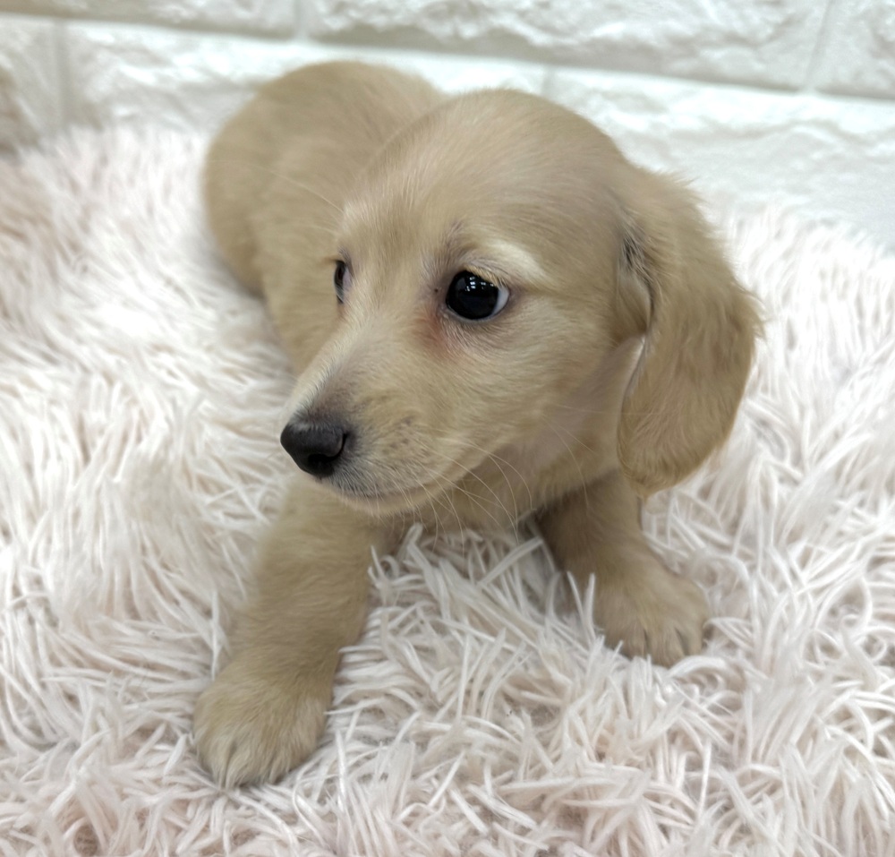 愛知県のカニンヘンダックスフンド(ロング) (犬の家＆猫の里MEGAドン・キホーテ東海名和店/2026年2月26日生まれ/男の子/イエロー)の子犬の4枚目の画像