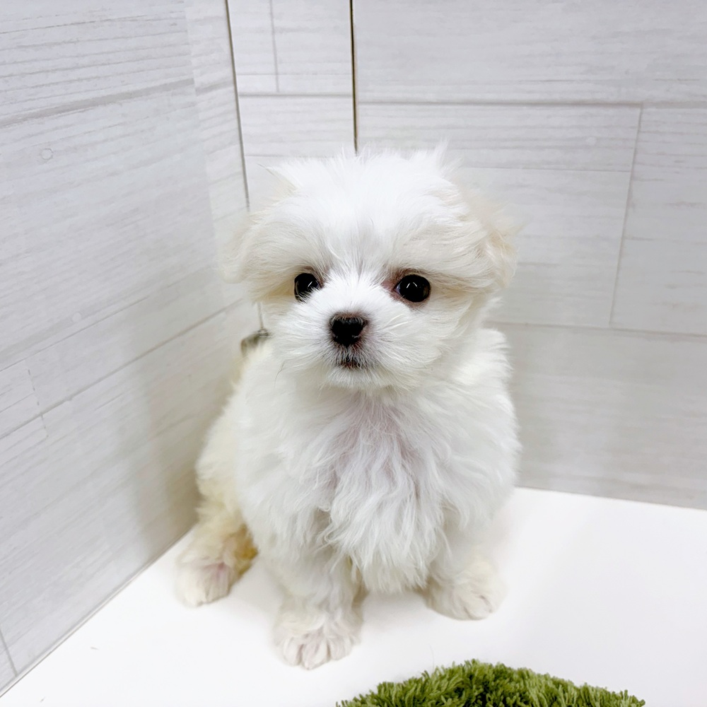 石川県のマルチーズ (犬の家＆猫の里アミーゴ金沢おこばた店/2026年2月27日生まれ/女の子/ホワイト)の子犬の4枚目の画像