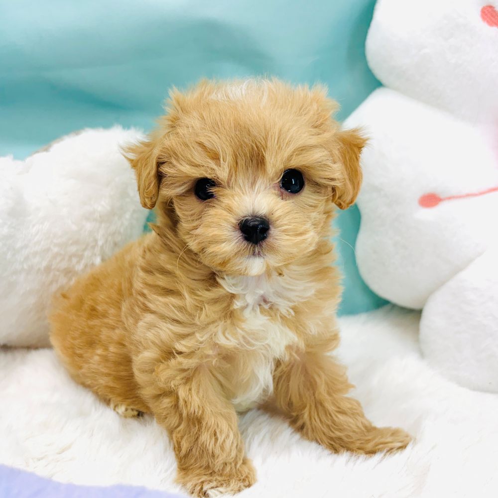 愛知県のマルプー(マルチーズ×プードル) (犬の家＆猫の里愛知刈谷店/2026年3月1日生まれ/男の子/アプリコットホワイト)の子犬の4枚目の画像