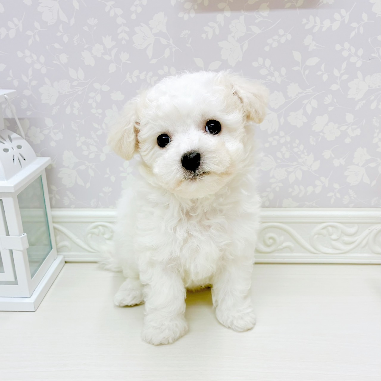 富山県のビションフリーゼ (犬の家＆猫の里アミーゴ山室店/2026年3月1日生まれ/女の子/ホワイト)の子犬の4枚目の画像